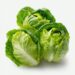 przemek.m_fresh_green_lettuce_leaves_centered_on_white_backgrou_695476df-6cd0-4189-8aef-a2d20d8698ca przemek.m_fresh_green_lettuce_leaves_centered_on_white_backgrou_695476df-6cd0-4189-8aef-a2d20d8698ca